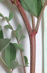 Astragalus lentiginosus diphysus