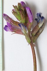 Astragalus lentiginosus diphysus