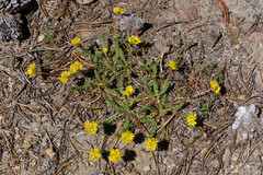 Ivesia gordonii