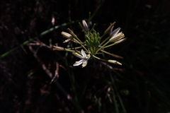 Trachyandra sabulosa