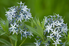 Amsonia repens