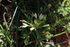 Trachyandra sabulosa