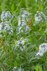 Amsonia repens