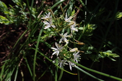 Trachyandra sabulosa