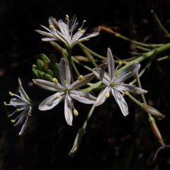 Trachyandra sabulosa