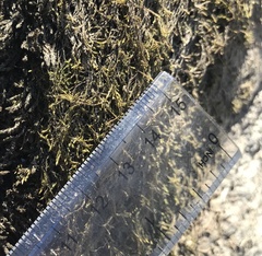 Platylomella lescurii