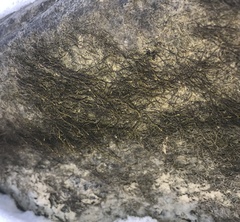 Platylomella lescurii