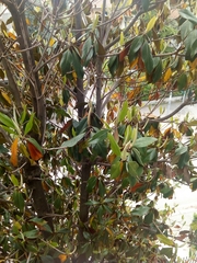 Magnolia grandiflora