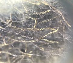 Platylomella lescurii