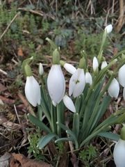 Galanthus nivalis