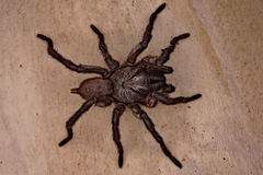 Anamidae