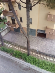 Pinus pinea