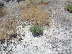 Atriplex gardneri falcata