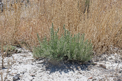 Atriplex gardneri falcata