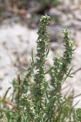 Atriplex gardneri falcata