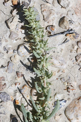 Atriplex gardneri falcata