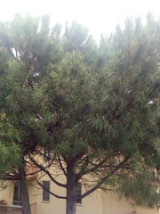 Pinus pinea