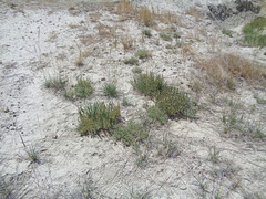 Atriplex gardneri falcata