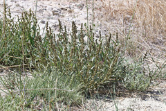 Atriplex gardneri falcata