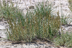Atriplex gardneri falcata