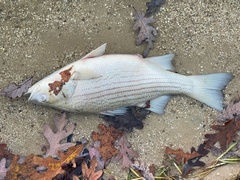 Morone chrysops × saxatilis