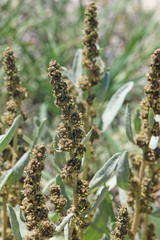 Atriplex gardneri falcata