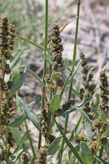 Atriplex gardneri falcata