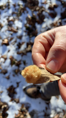 Neuroterus laurifoliae