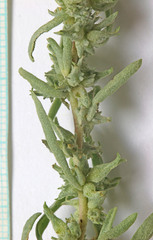 Atriplex gardneri falcata