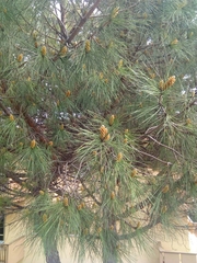 Pinus pinea