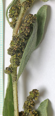 Atriplex gardneri falcata