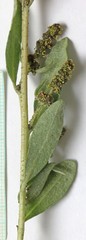 Atriplex gardneri falcata