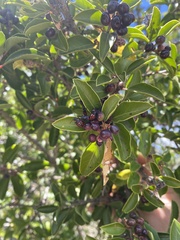 Phorbanta variabilis
