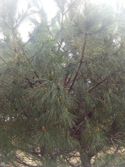Pinus pinea