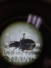 Platynus mannerheimii