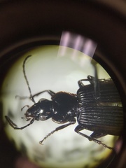 Platynus mannerheimii