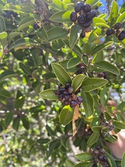 Phorbanta variabilis