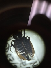 Platynus mannerheimii