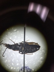 Platynus mannerheimii