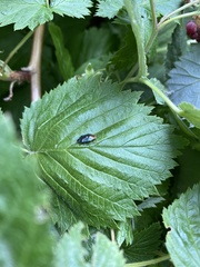 Ditomotarsus punctiventris