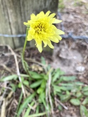 Pyrrhopappus carolinianus image
