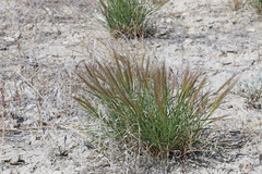 Elymus elymoides elymoides