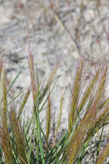 Elymus elymoides elymoides