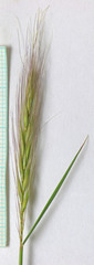 Elymus elymoides elymoides