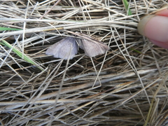 Coenocalpe millierata