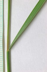 Elymus elymoides elymoides