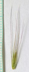 Elymus elymoides elymoides