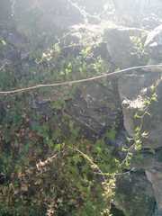 Maurandya antirrhiniflora