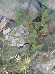 Maurandya antirrhiniflora