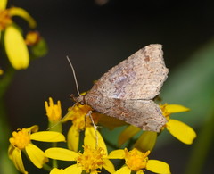 Lithilaria ossicolor